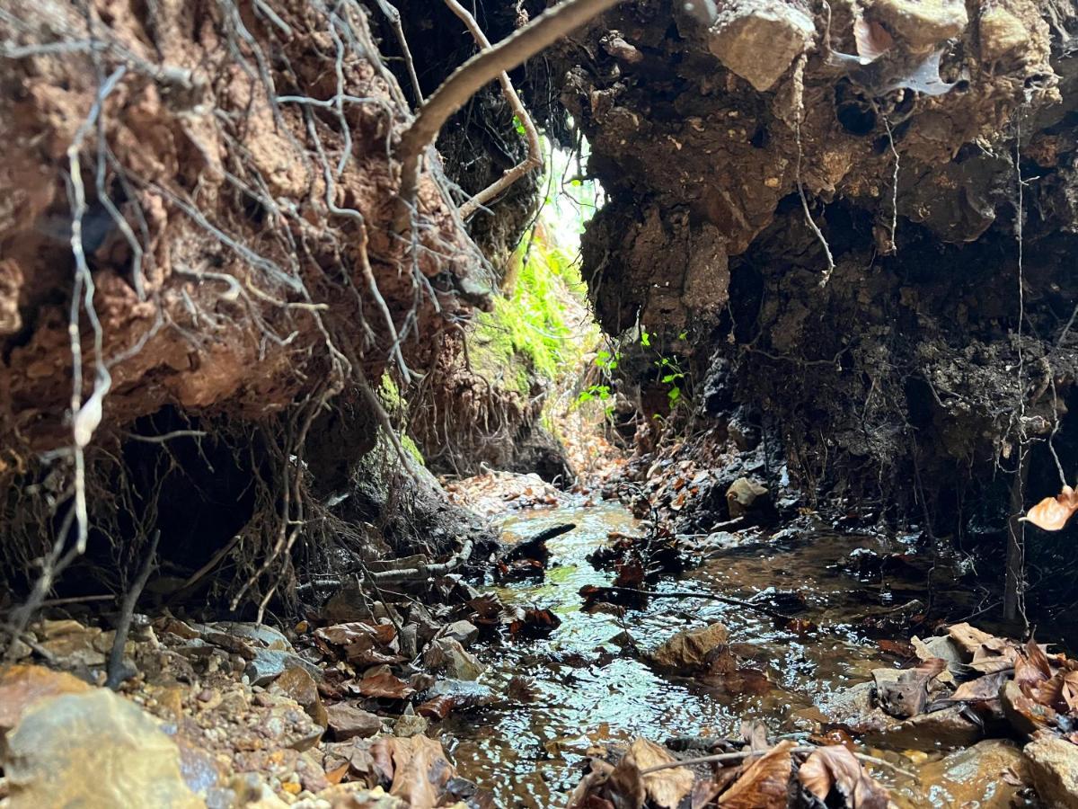 فندق Hartridge Springs هونيتون المظهر الخارجي الصورة